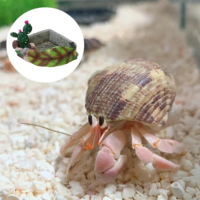 Hermit Crab Food Dish, Resin Hermit Crab Food & Water Bowl, Hermit Crab Accessories, Cactus Design Reptile Feeding Bowl, Hermit Crab Water Bowl for Dry and Fresh Foods (Green)