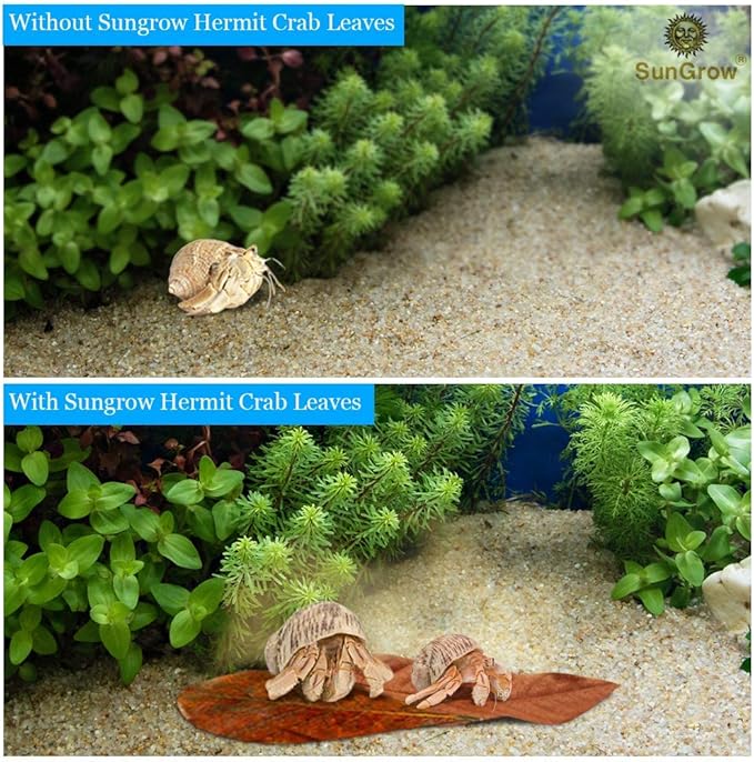 SunGrow 50 Pcs Hermit Crab Catappa Indian Almond Leaves, 2 inches Long, Mini Dried Leaves for Added Humidity, Delicious Crab Treat and Source of Cellulose