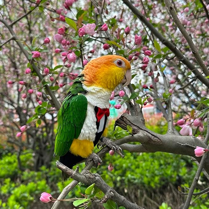 Bird Diapers Bird Harness Tuxedo Flight Suits with 80in Flying Leash Parrot Nappy with Waterproof Inner Layer Urine Wet Suite for Cockatiel Conure Parakeet Macaw Budgie-Black,S