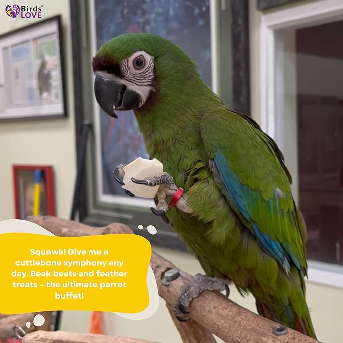 Birds LOVE Natural Cuttlebone for Birds & Reptiles – 100% Pure Sun-Dried Calcium Supplement – Supports Beak, Bone & Shell Strength – Safe Daily Use - 2 Pack with Holder, 7.5 to 8"