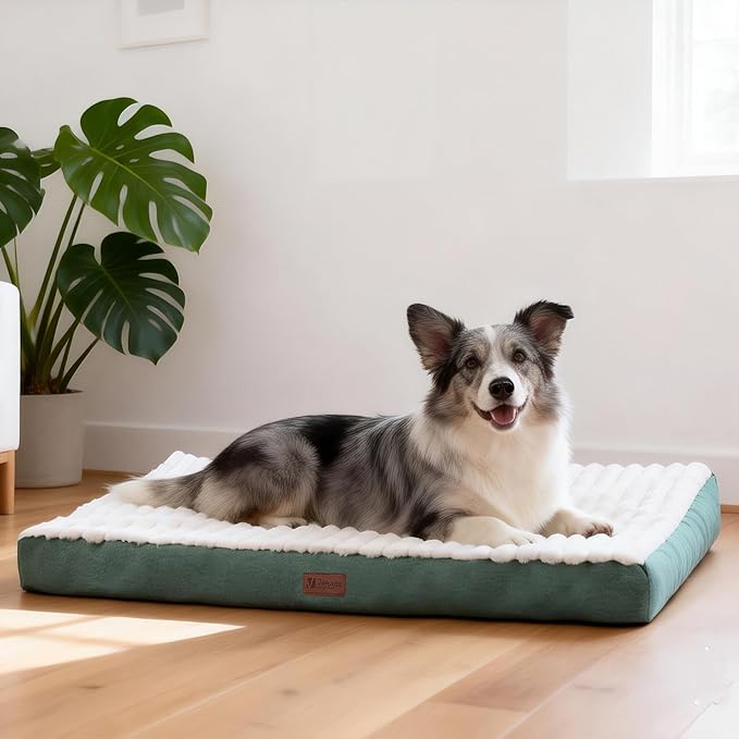 Orthopedic Dog Bed with Firm High-Density Egg Crate Foam,Soft Short Plush Surface Pet Beds,Machine Washable with Removable Cover & Non-Slip Bottom for Medium & Large Breeds (Green, 35"L x 22"W x 3"H)