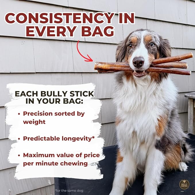 Bully Bunches Premium 6 Inch Thick Odor-Free Bully Sticks for Small & Medium Dogs - Consistently Sized, Long Lasting Chews for Oral Care- All Natural & Single Ingredient, 100% Beef Dog Treat (10 Pk)