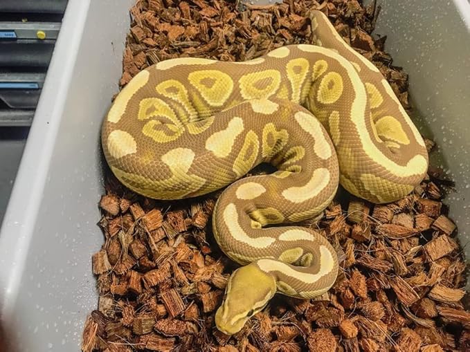 ReptiChip Reptile Substrate Coconut Chip Bedding 72 Quart Compressed Organic Coco Husk Block for Snake Habitat, Ball Python Terrarium, Turtle Tanks, Tortoise Enclosure (10 Pk)