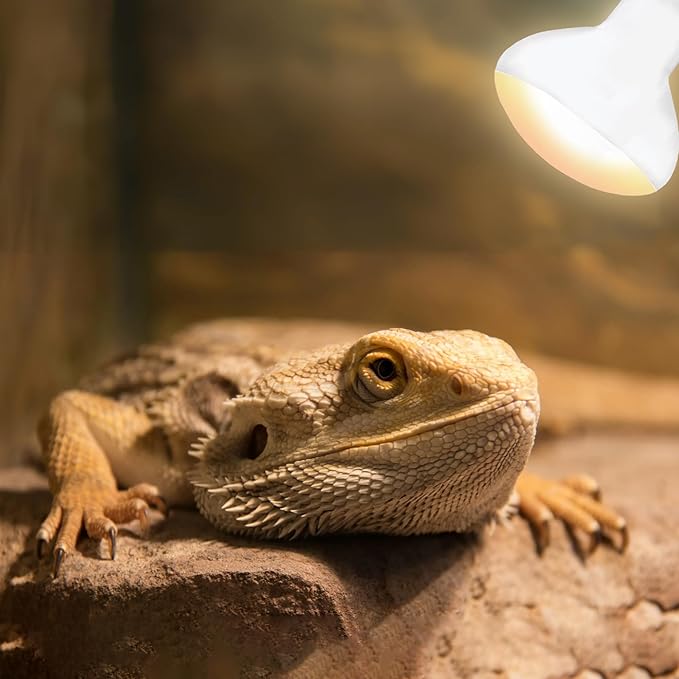 75W E26 Reptile Heat Lamp Bulbs - R63 Upgraded UVA Amphibian Basking Spot Light, Simulated Sunlight for Bearded Dragon, Lizard, Tortoise & chics, Daylight Bulb for Aquariums and Tanks|2 Pack