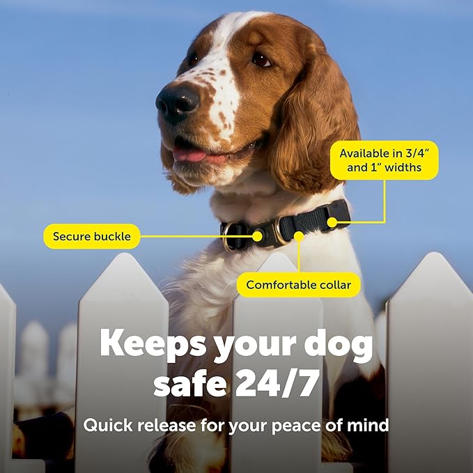 PetSafe KeepSafe Collar for Dogs - Protects Against Collar Accidents - Long Lasting - Durable - Adjustable - Breakaway - Outdoor-Safe - Small - 3/4 In. Wide - Blue
