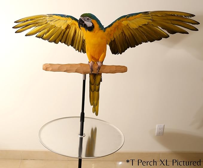 Parrot Training Perch Stand with Potty Tray (T Perch Hardwood, Medium)