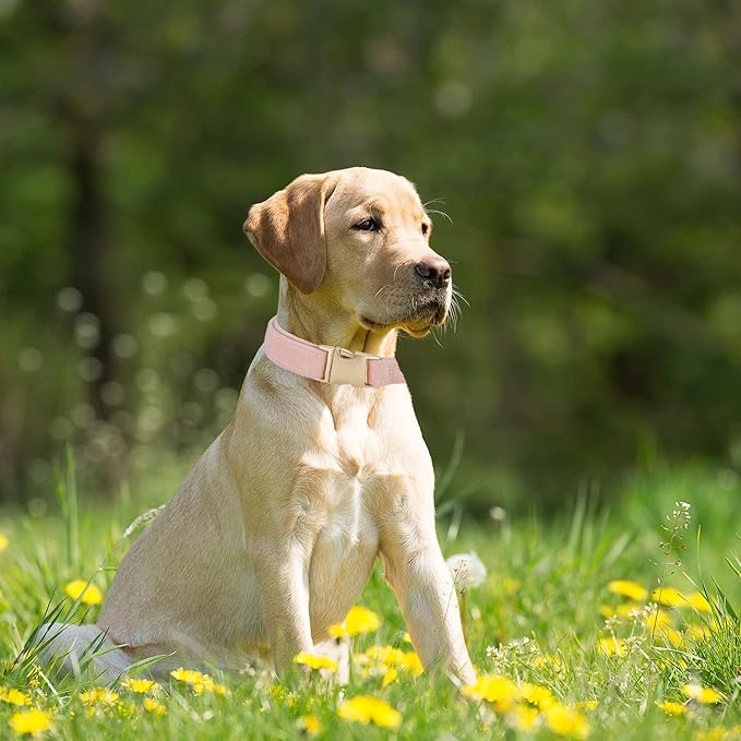Soft Cotton Dog Collar with Metal Buckle Adjustable Heavy Duty Comfy Corduroy Collars for Small Medium Large Dogs,Light Pink,Medium