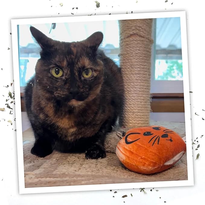 Meowijuana Get Spooked Bundle | Pumpkin Refillable Toy and Harvest Moon Blend | Promotes Play and Cat Health | Includes North American Organic Catnip