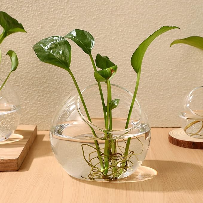 balacoo 3 Pcs Glass Terrariums Bowl for Plants, Terrarium Jar for Air Plant Clear Globe Vase Glass Bowl for Home Desktop Decor