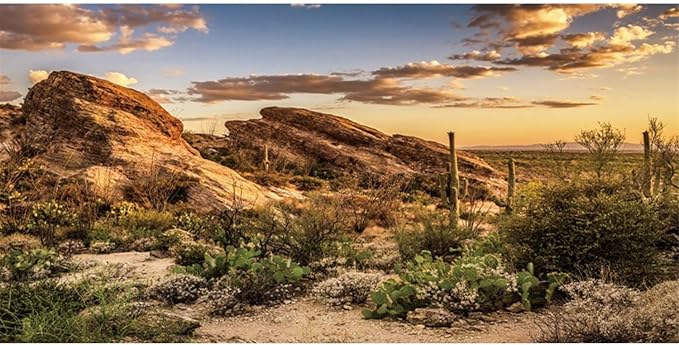 AWERT Reptile Habitat Background Blue Sky Oasis Cactus Sun and Desert Terrarium Background 24x12 inches Durable Polyester Background