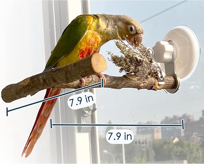 Portable Bird Perch Stand- T-Shaped Natural Apple Wood with Vacuum-Grip Suction Cup for Windows, Flat Tiles, Bath/Car/Travel - Durable & Safe for Parrots, Cockatiels, Lovebirds (Small to Medium Birds)