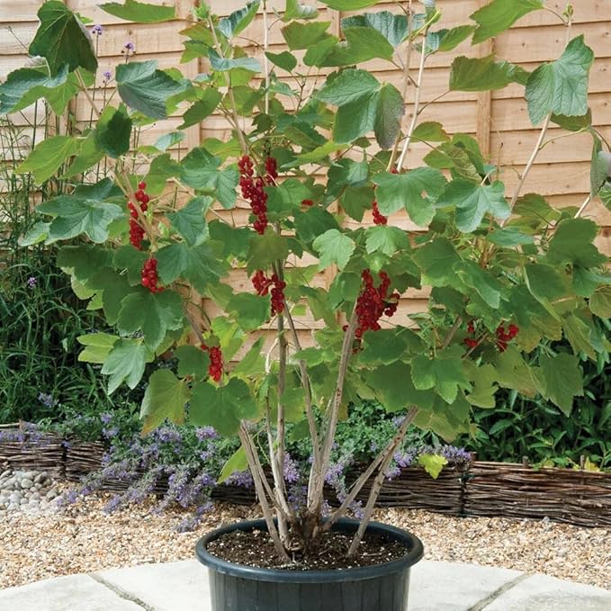 Gardenera Premium Currant Plant Potting Soil Mix - Optimal Nutrient-Rich Blend for Thriving and Juicy Currants - 1 Quart