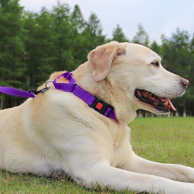 Joytale Martingale Collar for Dogs, Reflective Heavy Duty for Safety, Quick Release Buckle, Adjustable Nylon Collars for Medium Dogs Walking Training, Purple,M