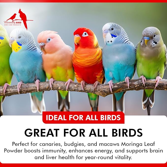 Morning Bird Moringa Leaf Powder 6 oz – Natural Food Supplement for Birds, Rich in Vitamins & Minerals, Boosts Immune System & Energy, Supports Healthy Feathers, Digestion, and Overall Avian Wellness