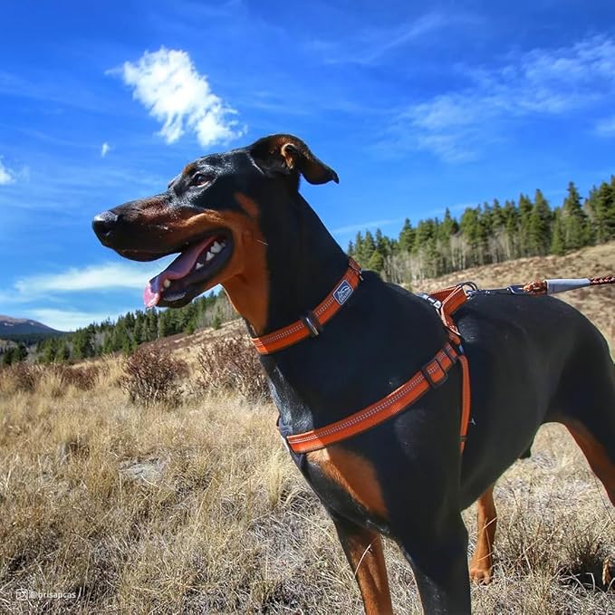 Coastal Pet K9 Explorer Reflective Adjustable Dog Collar - Comfortable Collar for The Outdoors - Durable, Lightweight Accessory with Side-Release Buckle - Campfire Orange, 5/8" x 10-14"