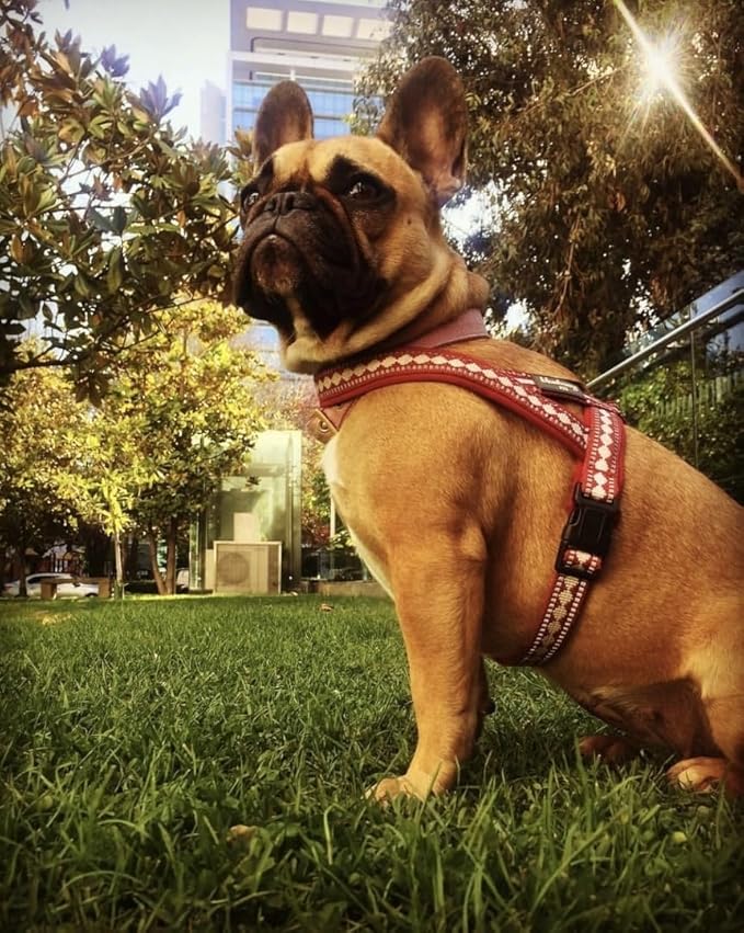 Blueberry Pet 4 Colors Soft & Comfy 3M Reflective Jacquard Padded Dog Harness, Chest Girth 30" - 38.5", Marsala Red, Large, Adjustable Harnesses for Dogs
