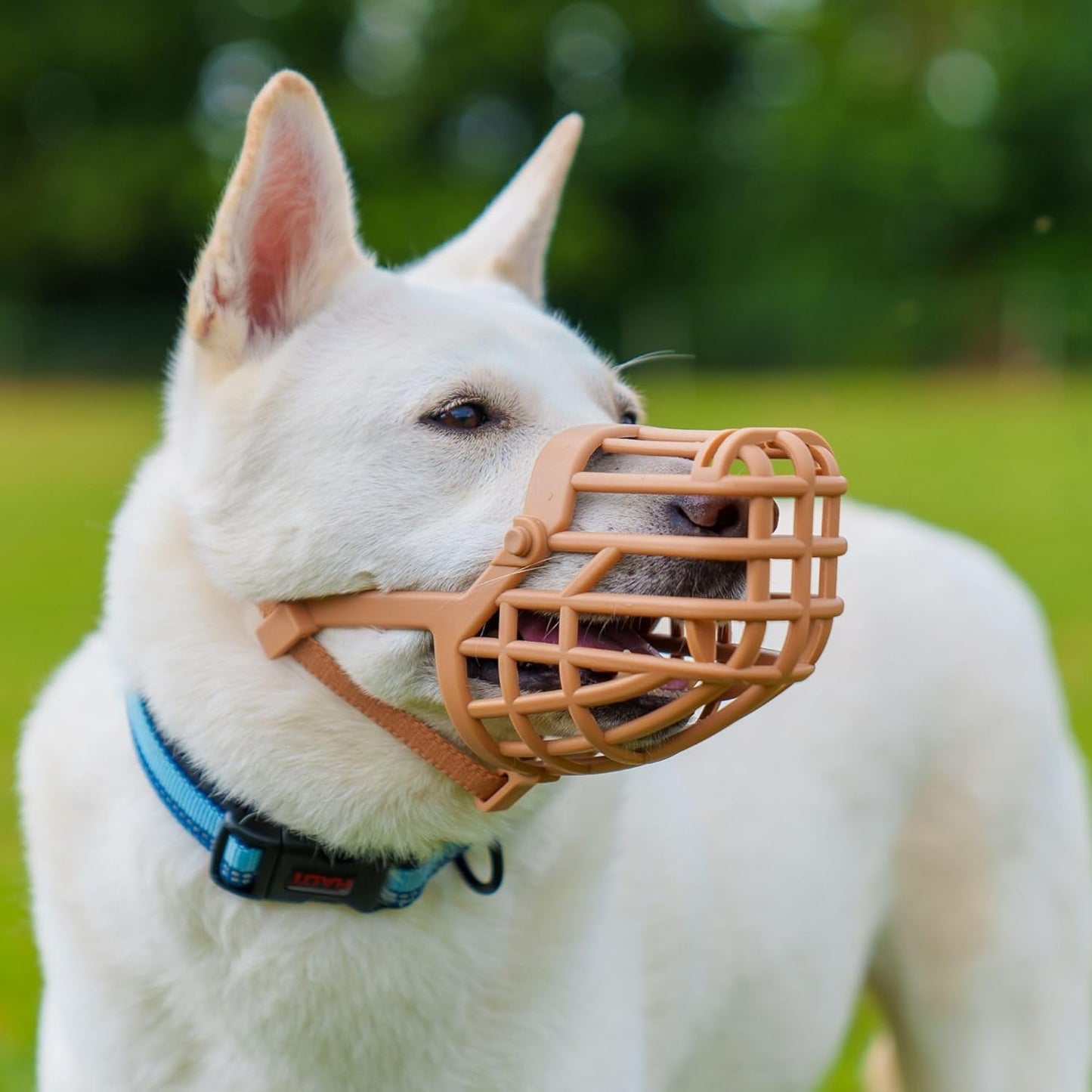 Baskerville Classic Basket Muzzle - Dog can Pant and Drink, Prevents Biting and Food Waste Scavenging, Strong TPR, Ideal for Longer Nosed Dogs, Breathable Dog Training Muzzle for Large Dogs (Size 9)