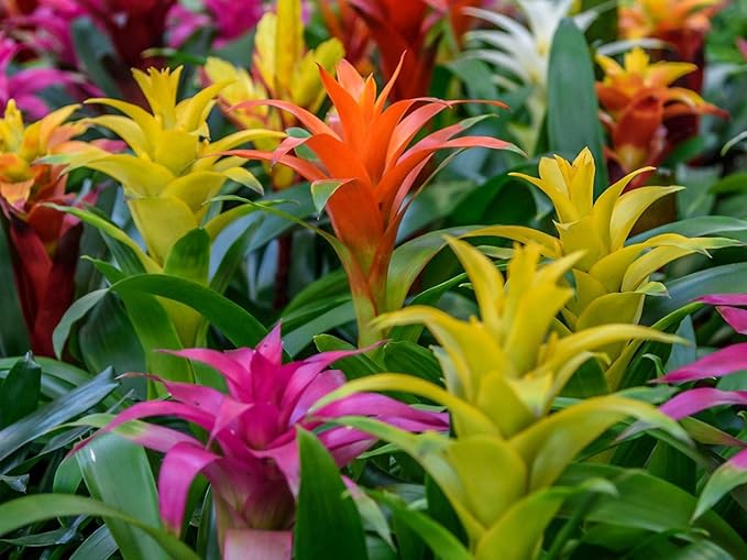 Gardenera Organic Bromeliad Soil Blend - Enhance The Beauty and Resilience of Your Plants - 20 QUARTS