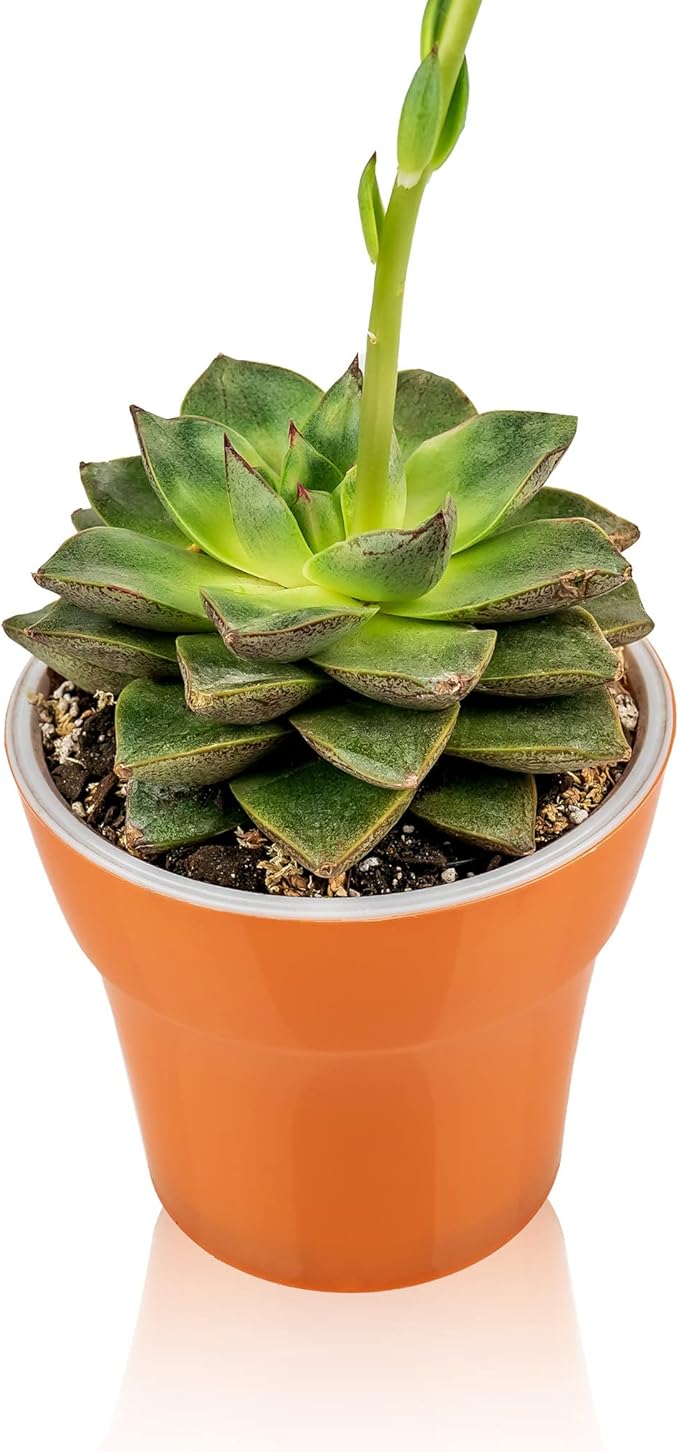 Gardenera Professional Succulent Soil Premium All Purpose Blend | Pre-Mixed Ready to Use for Cactus and Succulents | Sphagnum Peat Moss, Perlite, New Zealand Pine Bark - Made in USA - 3 Quart