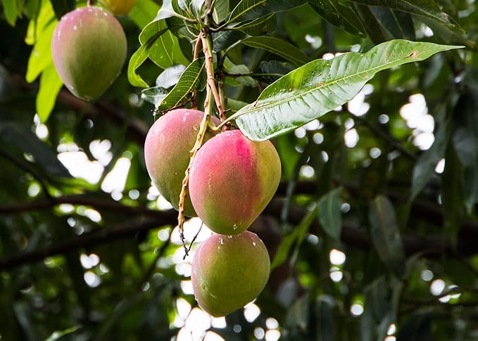 Gardenera Mango Tree Potting Mix - Promote Strong Roots and Bountiful Yields with Our Premium Blend - 4 Quart