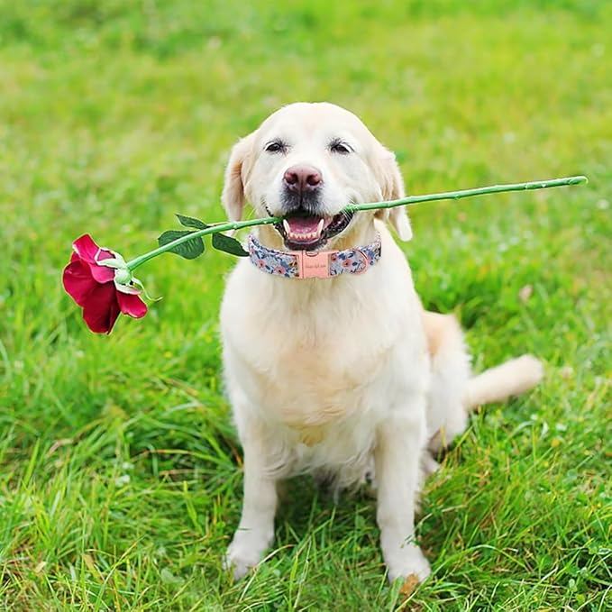 Unique style paws Dog Collar Metal Buckle Red Rose Puppy Collar Flower Gift Durable Cute for Small Medium Large Boys Girls Dogs