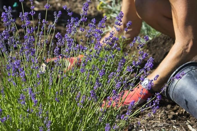 Organic Lavender Soil Mix by Gardenera - Provide The Best Growing Medium for Your Plants - 2 QUARTS