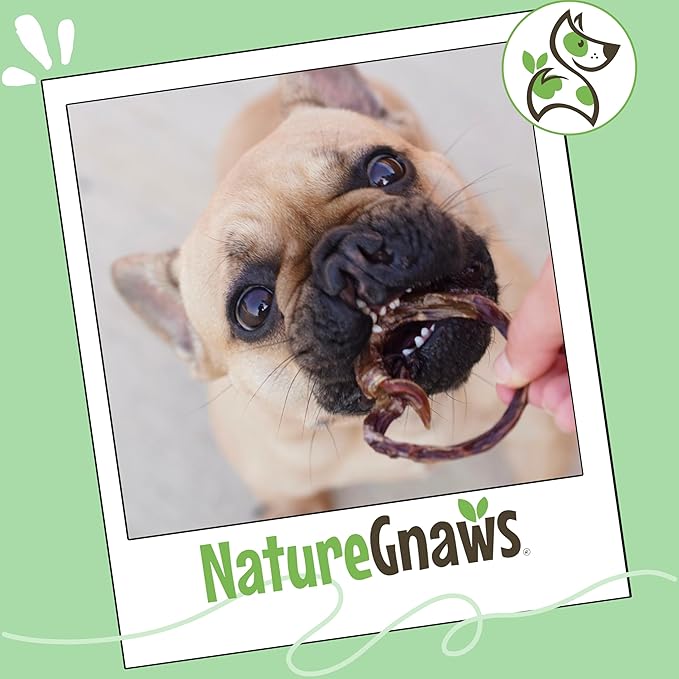 Nature Gnaws Pork Bully Stick Pretzels for Dogs 4-5" (15 Count) - Long Lasting for Light Chewers and Small Dogs - Natural Bacon Dog Chew Treats - Rawhide Free