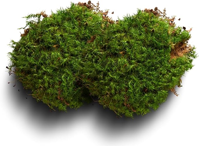 Moss Terrarium Beding Live Moss Terrarium Moss for Reptiles Peat Moss for Reptiles Habitat Bedding Moss for Snakes Turtle Frog Gecko and Other Reptiles Substrate Composite 3
