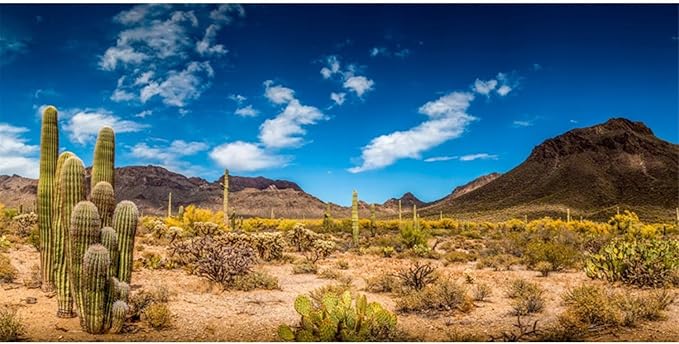 AWERT 72x18 inches Reptile Habitat Background Blue Sky Oasis Cactus Desert Terrarium Background Vinyl