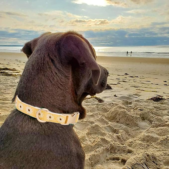 Woven Dog Collar with Metal Buckle Adjustable Jacquard Retro Dog Collars for Small Medium Large Dogs(Daisy,L)