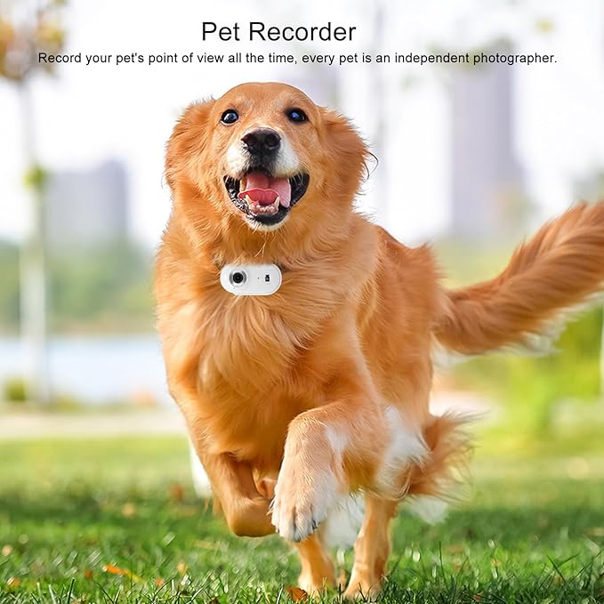 Gugxiom Cat Collar Camera, 1080P HD 2.4G Dog POV Collar Camera with APP, Pet Wearable Body Camera for Pet Supplies Camera (White)