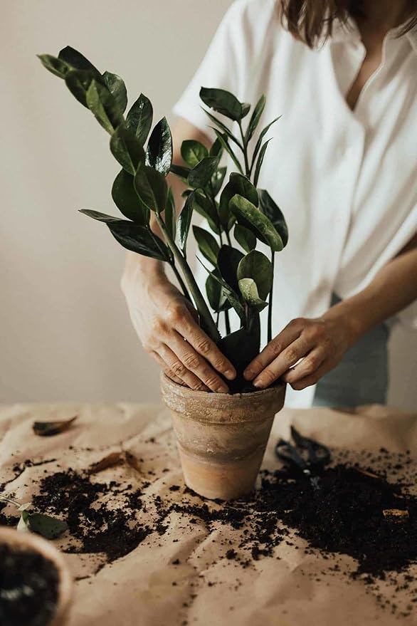 GARDENERA Zamioculcas Plant Potting Soil - Enhance Elegance and Health with Professional Grade Nutrient-Rich Mix - 3 Quart