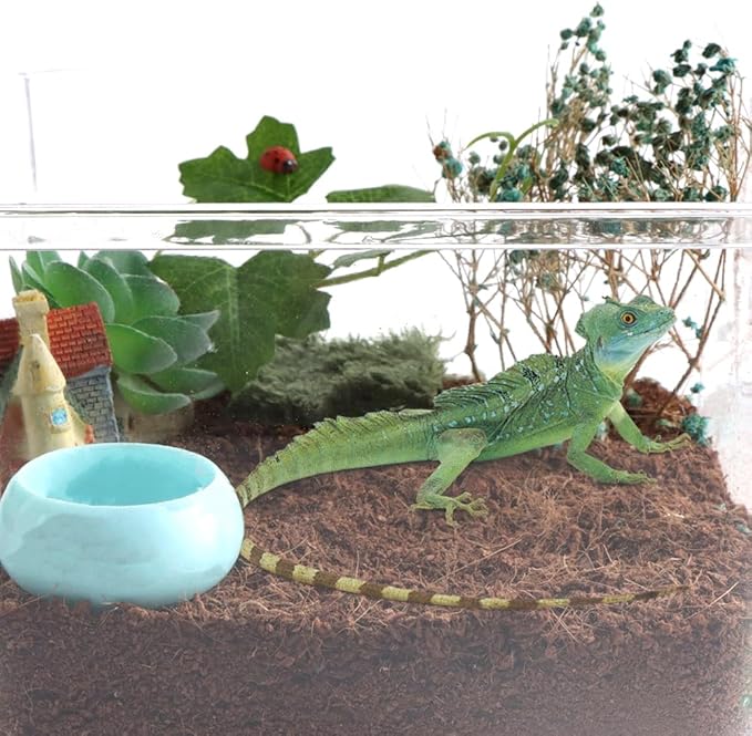 3 Pcs Worm Dish Reptile Food Bowl Tarantula Water Bowl for Spider Tarantula Gecko Lizard Small Reptile