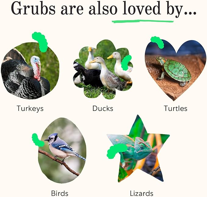 Grubbly Farms Grubblies - Black Soldier Fly Larvae for Chickens - Chicken Treats Grown in The US and Canada - for Strong Eggshells and Healthy Feathers - Grubblies Hometown Harvest 5LB