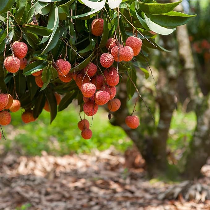 GARDENERA Premium Lychee Potting Soil Mix - Perfect Balance of Nutrients, Drainage, and Aeration for Thriving Lychee Trees - 4 Quart