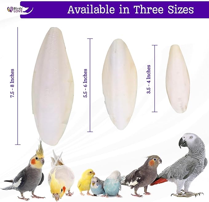 Birds LOVE Natural Cuttlebone for Birds & Reptiles – 100% Pure Sun-Dried Calcium Supplement – Supports Beak, Bone & Shell Strength – Daily Use - 3 Pack with Holder, Size 5.5 to 6"