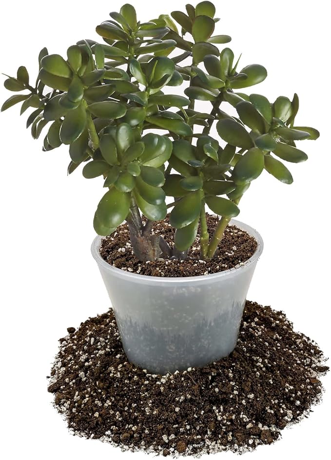 GARDENERA Premium Jade Plant Potting Soil Mix - (3 Quart Bag)