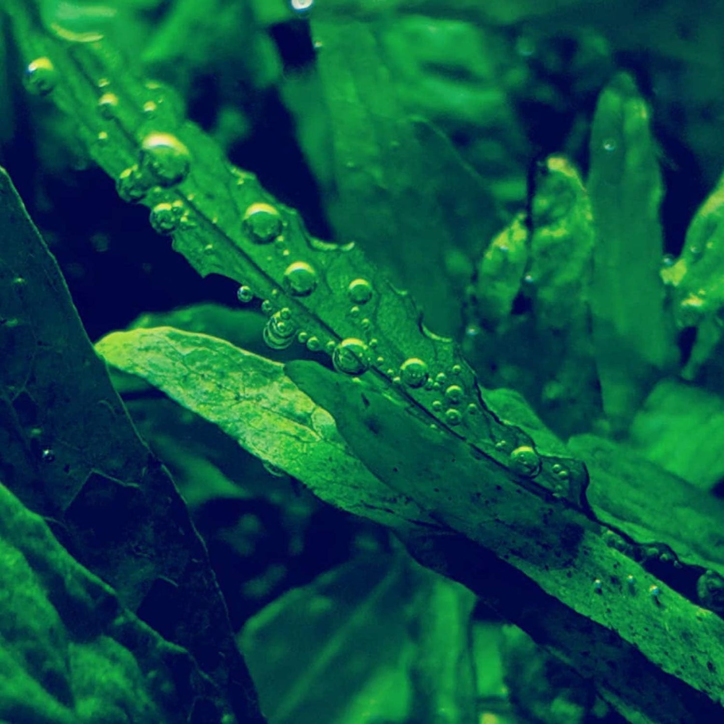 30+ Stems Package Starter Beginner Set Live Aquarium Plants Java Moss, Micro Sword, Rosette Amazon Sword, Anubias, Java Fern and More by Mainam