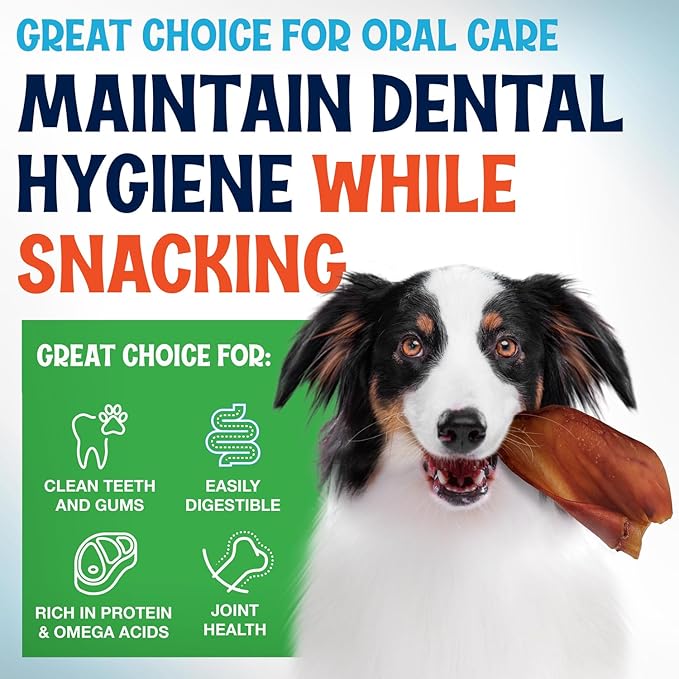 Whole Pig Ears for Dogs Large - 100 Pack Long Lasting Dog Chews - One Ingredient Delicious All Natural Flavor – Easy to Digest Dog Treat for Large Dogs - Great for Teeth and Gums
