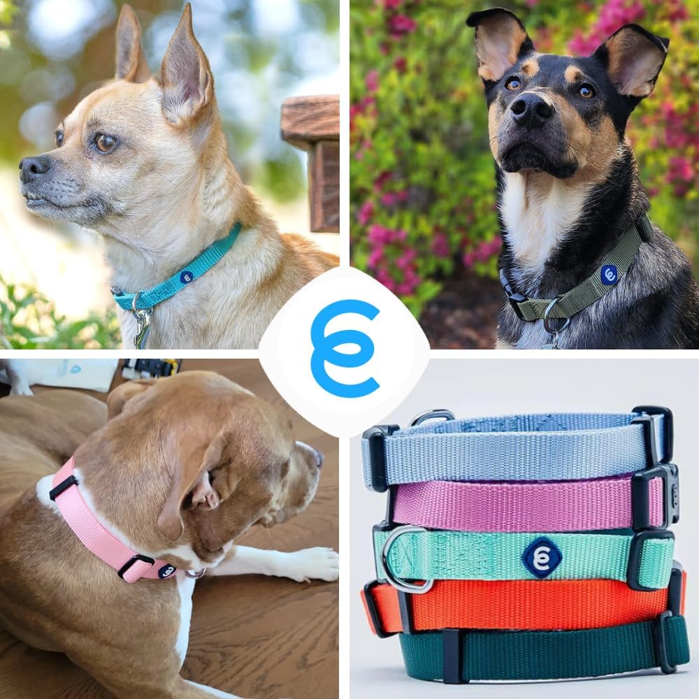 Blueberry Pet Essentials Small Dog Collar in Pastel Green | Adjustable & Eco-Friendly Durable Nylon Strap | Classic Collar for Small Dogs, Boy & Girl Pets
