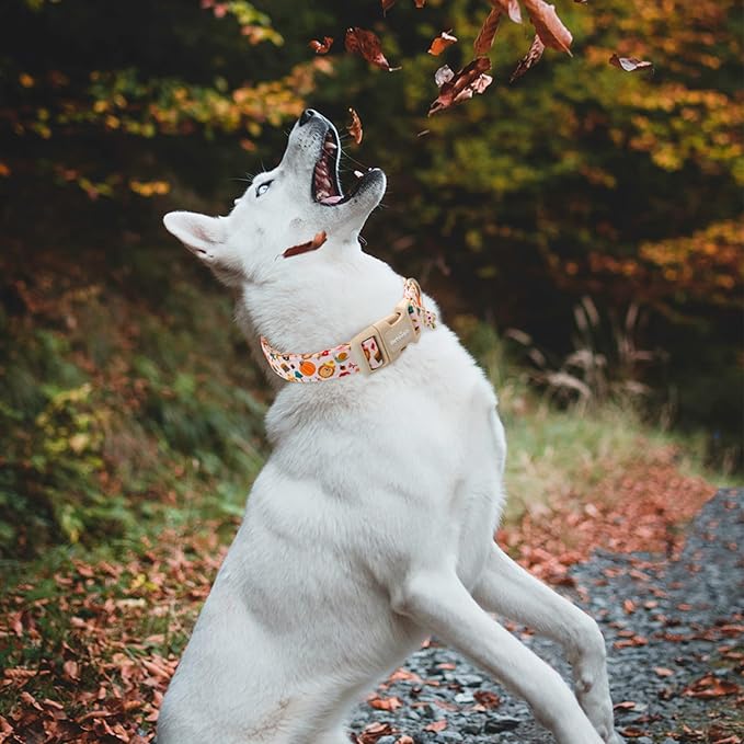 Fall Woodland Dog Collar, Playful Squirrel & Pumpkin Print on White Collar for Small Medium Large Dogs, Breathable, Adjustable & Comfortable Puppy Collar for Fall Walks & Pet Photos-XS