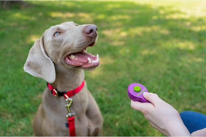 PetSafe Clik-R Training Tool - Positive Behavior Reinforcement - Ergonomic Design - Compact Finger Band - Daily Training Accessory - Clicker for Dogs & Cats - Purple