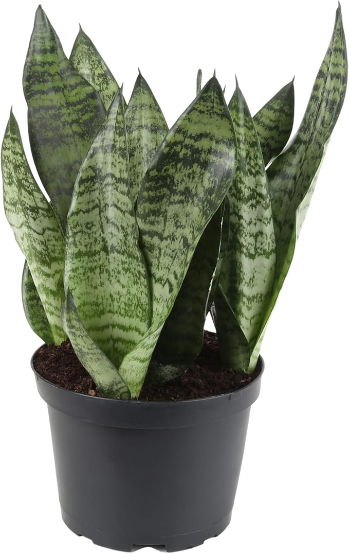 Gardenera RA Premium Snake Plant Potting Soil Mix, Green Sansevieria Trifascatia Zeylanica Plants, Plant or Re-Pot Your Snake Plant - (4 Quart Bag), (SNAKE-PLANT-4QT)