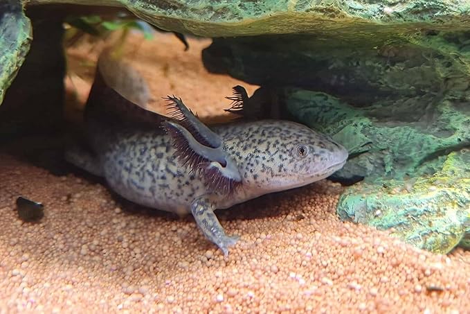Aquatic Foods Inc. Axolotl Blackworm Pellets. 3mm-1/8 Sinking California Blackworm Medium Pellets for Medium/Large Axolotl, Frogs, Shrimp, Salamanders, Newts, Snails…2-lbs 4oz Jar
