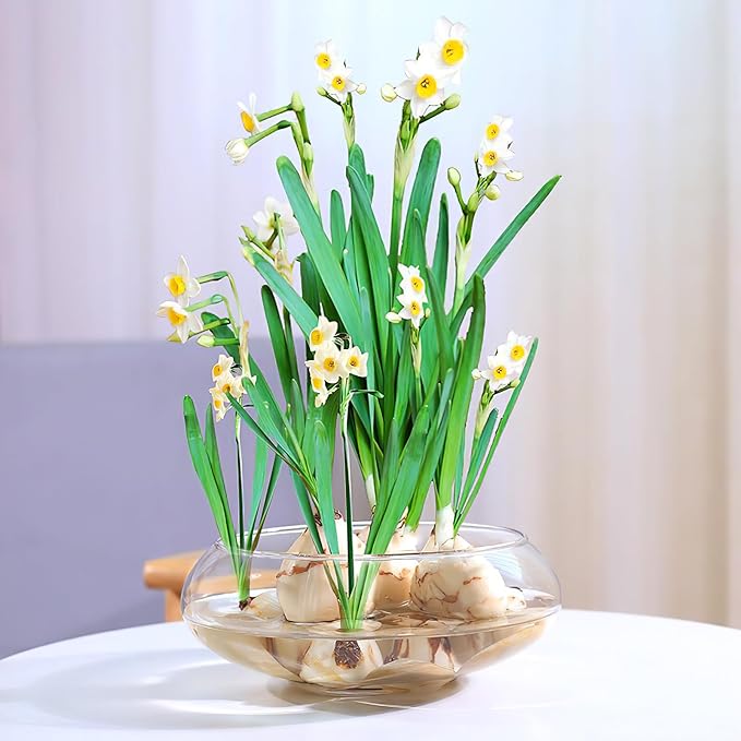 Large Clear Plastic Fish Bowl Round Terrarium Vase Goldfish Bowl Hydroponic Vase Water Lily Succulent Planter for Wedding Party Home Decor