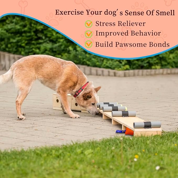 Dog Scent Training kit, Brain Games, Hide and Seek Toys - Fun Nose Work Games, Sniff and Seek Sniffing Toys, Dog Nosework Kit, Scent Work Kit for All Ages Dog (Orange)