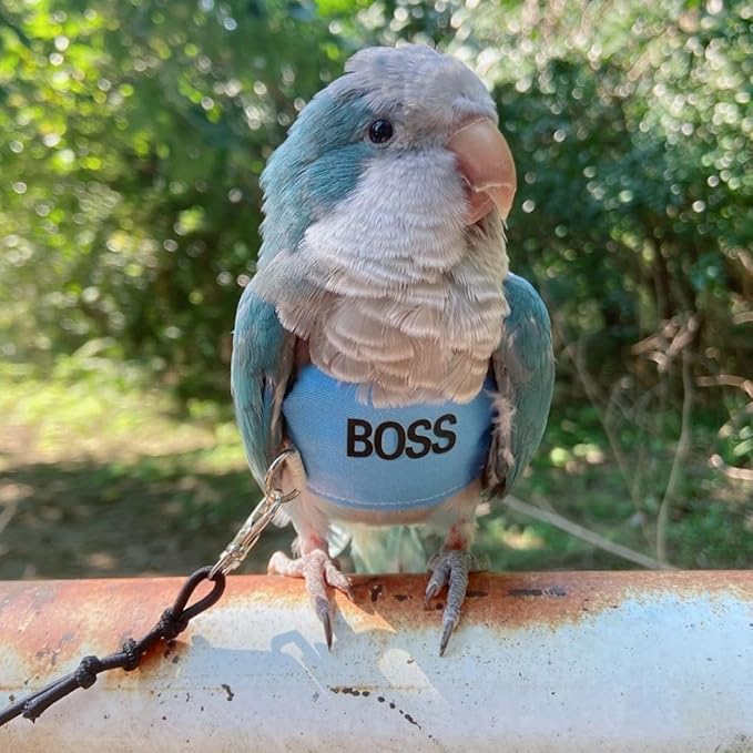 Bird Flight Harness Vest, Parrot Flight Suit with Leash, Bird Flying Clothes with Rope and Handle for Outdoor Activities (XL)