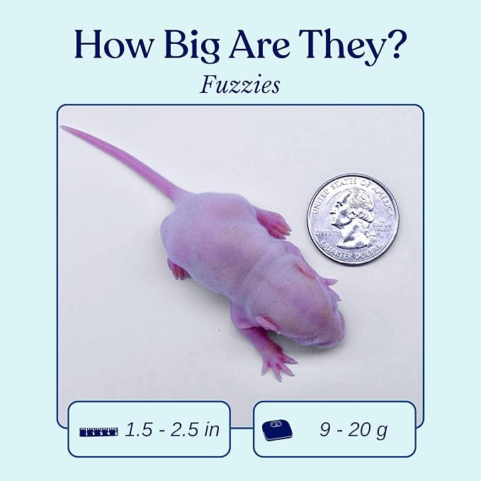 MiceDirect 100 Fuzzie Rats: Pack of Frozen Fuzzie Feeder Rats - Food for Corn Snakes, Ball Pythons, Lizards and Other Pet Reptiles - Freshest Snake Feed Supplies