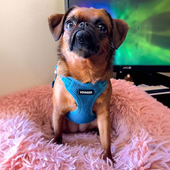 Best Pet Supplies Voyager Adjustable Step-in Flex Breathable Mesh Dog Harness for Small Medium Large Dogs Leash Set (Turquoise), XS