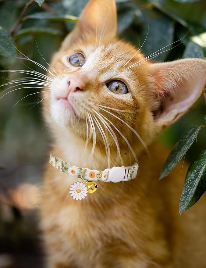Cat Collar Breakaway with Bells,3 Pack Safety Adjustable Pet Collars,Ideal for Girl Boy Kittens. (Green Black Blue Daisy)